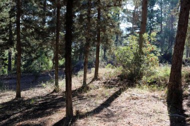 Kuzey İsrail 'deki Golan Tepeleri' nde yoğun bir orman..