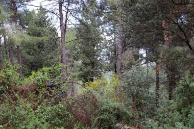 Kuzey İsrail 'deki Golan Tepeleri' nde yoğun bir orman..