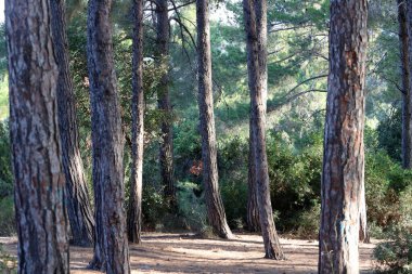 Kuzey İsrail 'deki Golan Tepeleri' nde yoğun bir orman..