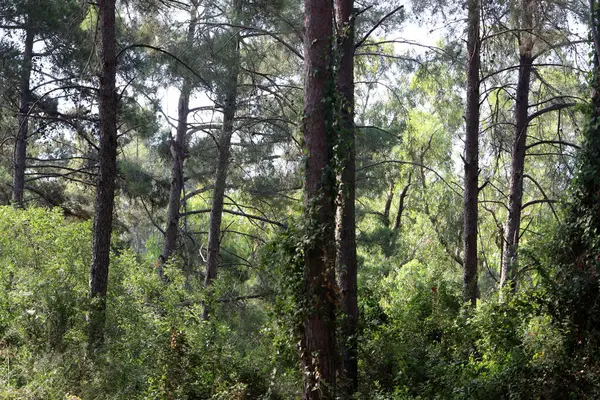 Kuzey İsrail 'deki Golan Tepeleri' nde yoğun bir orman..