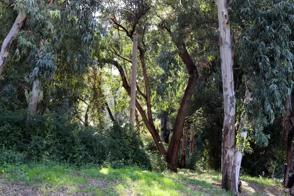 Kuzey İsrail 'deki Golan Tepeleri' nde yoğun bir orman..