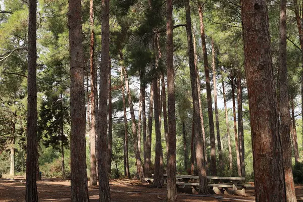 Kuzey İsrail 'deki Golan Tepeleri' nde yoğun bir orman..