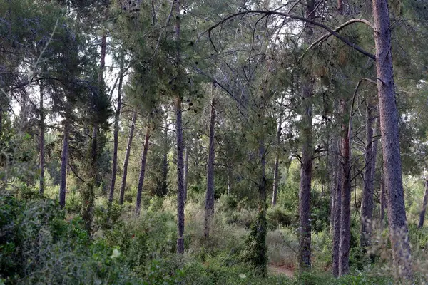 Kuzey İsrail 'deki Golan Tepeleri' nde yoğun bir orman..