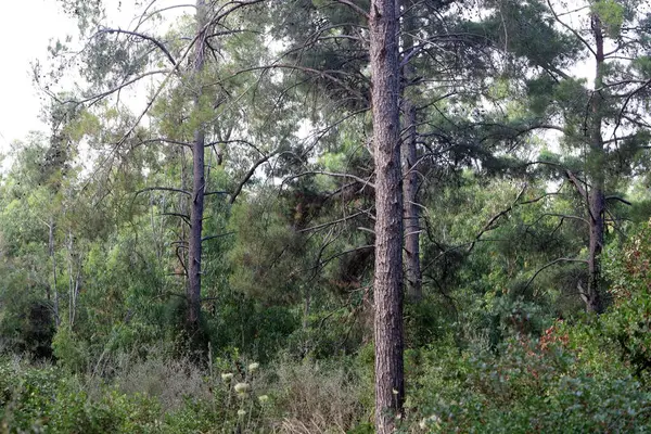 Kuzey İsrail 'deki Golan Tepeleri' nde yoğun bir orman..