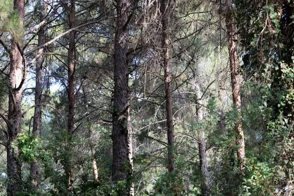 Kuzey İsrail 'deki Golan Tepeleri' nde yoğun bir orman..