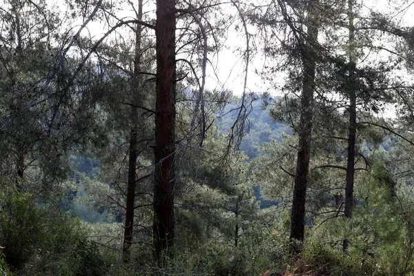 Kuzey İsrail 'deki Golan Tepeleri' nde yoğun bir orman..