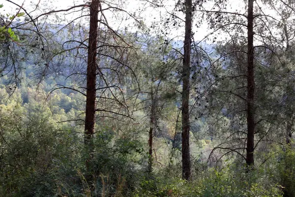 Kuzey İsrail 'deki Golan Tepeleri' nde yoğun bir orman..