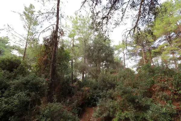 Kuzey İsrail 'deki Golan Tepeleri' nde yoğun bir orman..