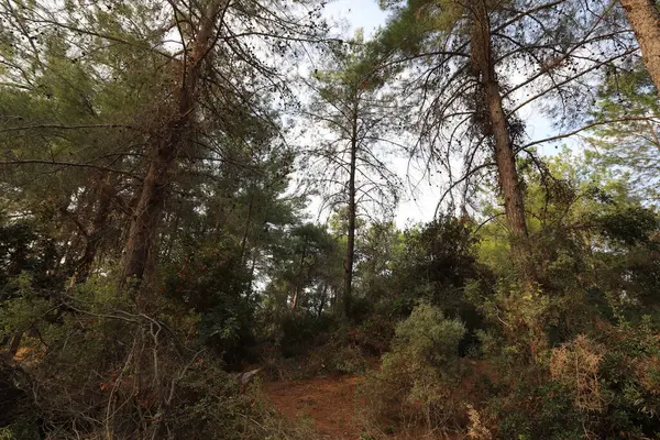 Kuzey İsrail 'deki Golan Tepeleri' nde yoğun bir orman..