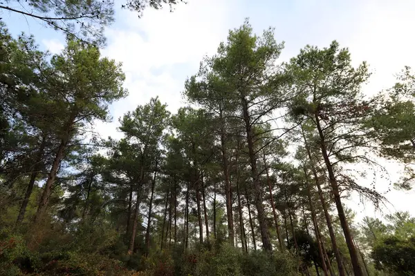 Kuzey İsrail 'deki Golan Tepeleri' nde yoğun bir orman..