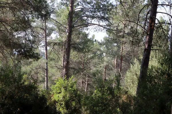 Kuzey İsrail 'deki Golan Tepeleri' nde yoğun bir orman..