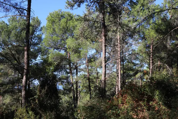 Kuzey İsrail 'deki Golan Tepeleri' nde yoğun bir orman..