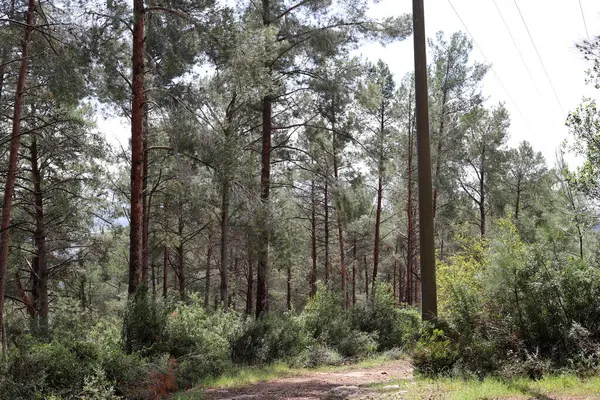 Kuzey İsrail 'deki Golan Tepeleri' nde yoğun bir orman..