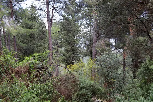 Kuzey İsrail 'deki Golan Tepeleri' nde yoğun bir orman..