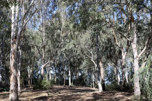 Kuzey İsrail 'deki Golan Tepeleri' nde yoğun bir orman..