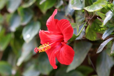 İsrail 'de bir şehir parkında bahar çiçekleri.