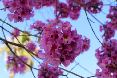 İsrail 'de bir şehir parkında bahar çiçekleri.