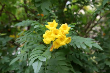 İsrail 'de bir şehir parkında bahar çiçekleri.