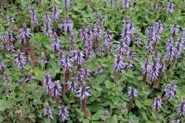 İsrail 'de bir şehir parkında bahar çiçekleri.