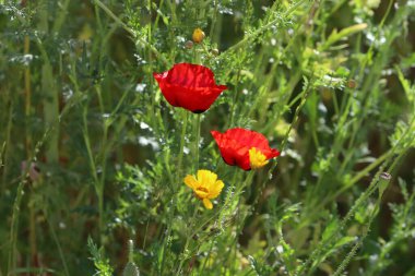 İsrail 'de bir şehir parkında bahar çiçekleri.
