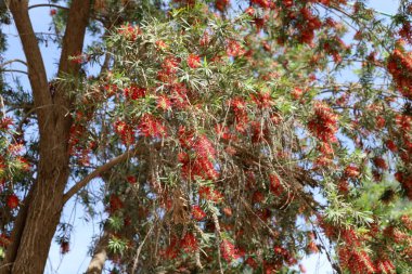 İsrail 'de bir şehir parkında bahar çiçekleri.