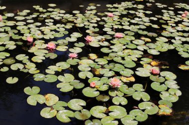 İsrail 'de bir şehir parkında bahar çiçekleri.