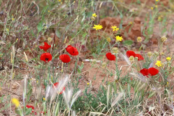 İsrail 'de bir şehir parkında bahar çiçekleri.