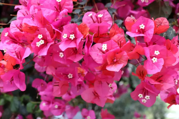 İsrail 'de bir şehir parkında bahar çiçekleri.