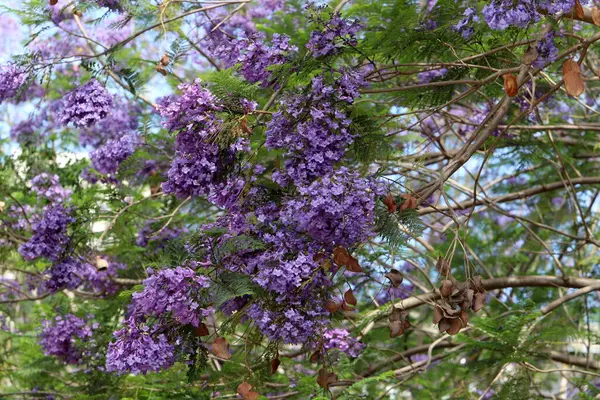 İsrail 'de bir şehir parkında bahar çiçekleri.
