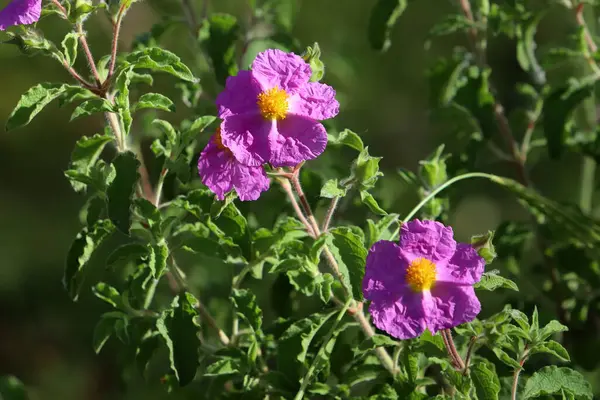 İsrail 'de bir şehir parkında bahar çiçekleri.