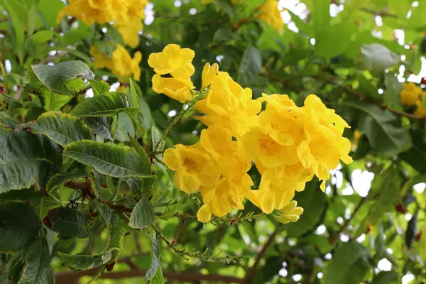 İsrail 'de bir şehir parkında bahar çiçekleri.