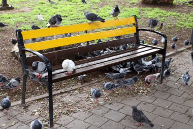 Deniz kıyısındaki bir şehir parkında rahatlamak için bir bank.