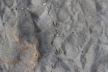 Footprints in the sand on the shores of the Mediterranean Sea.