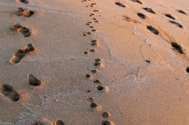 Footprints in the sand on the shores of the Mediterranean Sea.