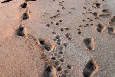 Footprints in the sand on the shores of the Mediterranean Sea.