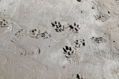 Footprints in the sand on the shores of the Mediterranean Sea.