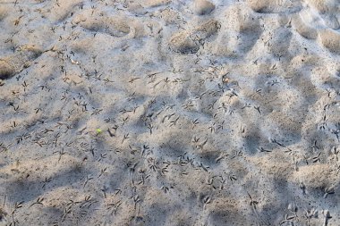 Footprints in the sand on the shores of the Mediterranean Sea.