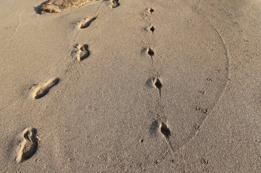 Footprints in the sand on the shores of the Mediterranean Sea.