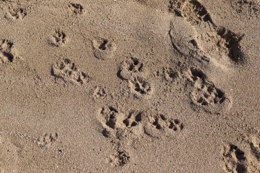 Footprints in the sand on the shores of the Mediterranean Sea.