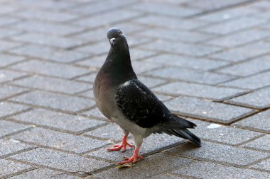 İsrail 'de bir şehir parkında güvercinler