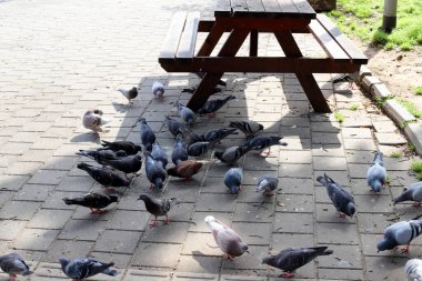 İsrail 'de bir şehir parkında güvercinler
