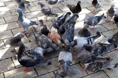 İsrail 'de bir şehir parkında güvercinler