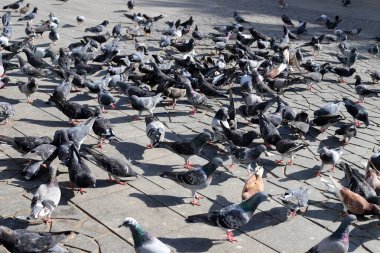 İsrail 'de bir şehir parkında güvercinler