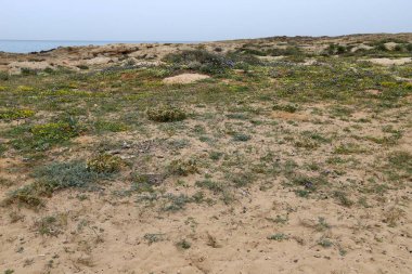 Kuzey İsrail 'deki Akdeniz kıyıları.