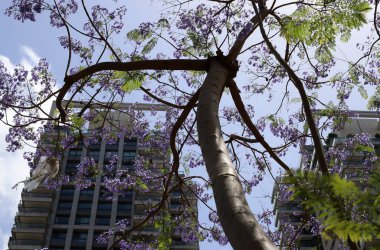 Şehir, yüksek ve çiçek açan ağaçların arka planına karşı.