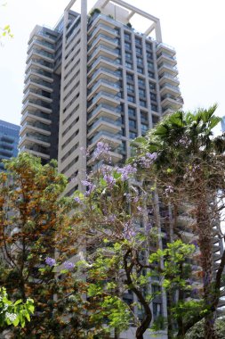 Şehir, yüksek ve çiçek açan ağaçların arka planına karşı.