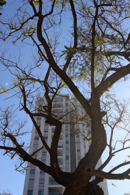 Şehir, yüksek ve çiçek açan ağaçların arka planına karşı.