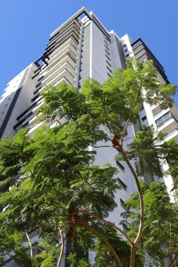 Şehir, yüksek ve çiçek açan ağaçların arka planına karşı.