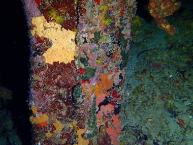 Gece dalışında renkli mercan resifleri 