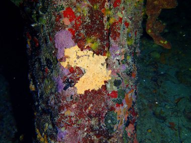 Gece dalışında renkli mercan resifleri 